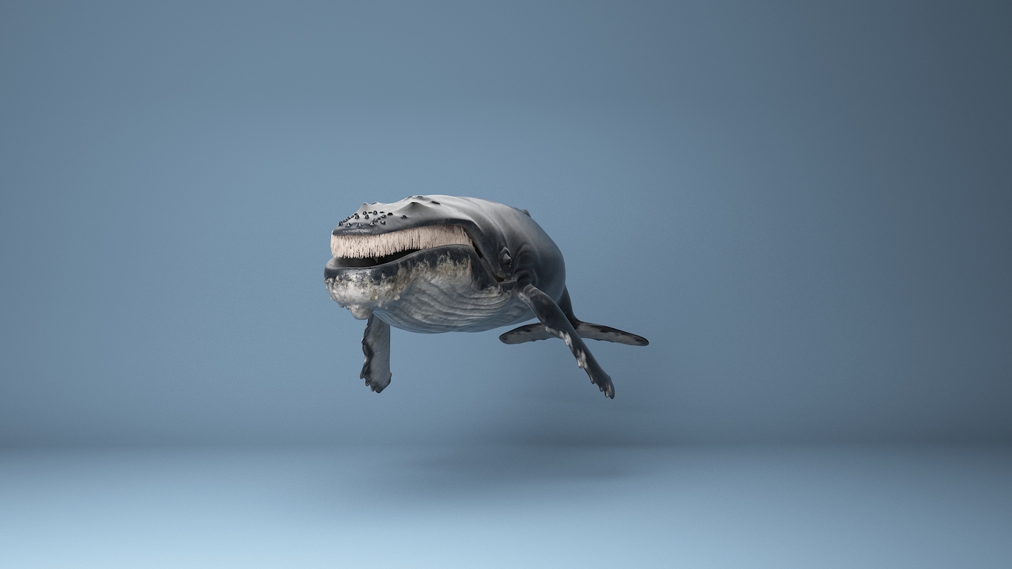 images/goods_img/202105072/humpback  whale  rigged 3D/4.jpg